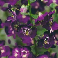 ANGELONIA - Dark Violet