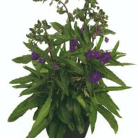 ANGELONIA - Dark Violet