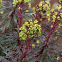 EUPHORBIA - Miners Merlot