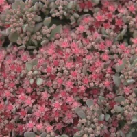 SEDUM - Rocky