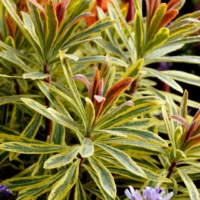 EUPHORBIA - Ascot Rainbow