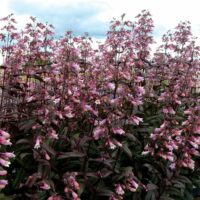 PENSTEMON - Dark Tower