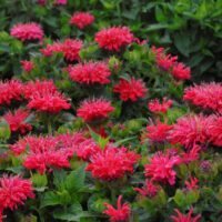 MONARDA - Pardon My Cerise