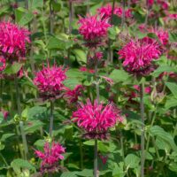 MONARDA - Pink Lace