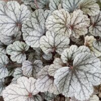 HEUCHERA - Sugar Frosting