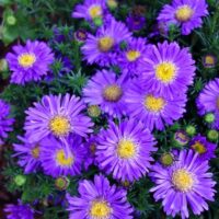 ASTER - Blue Lapis