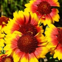 GAILLARDIA - Galya Blazing Sun