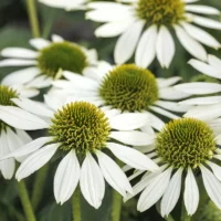 ECHINACEA KISMET - White