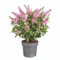 BUDDLEJA BUTTERFLY CANDY - Little Pink