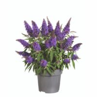 BUDDLEJA BUTTERFLY CANDY - Little Purple