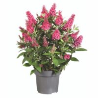 BUDDLEJA BUTTERFLY CANDY - Little Ruby