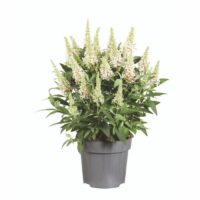 BUDDLEJA BUTTERFLY CANDY - Little White