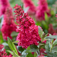 BUDDLEJA BUTTERFLY CANDY - Little Ruby