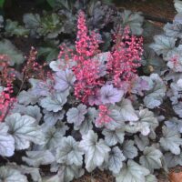 HEUCHERA - Dolce Silver Gumdrop