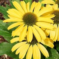 ECHINACEA CORNETTO - Banana