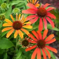 ECHINACEA CORNETTO - Orange