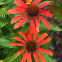 ECHINACEA CORNETTO - Orange