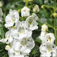 ANGELONIA - Carrara