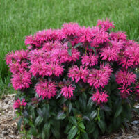 MONARDA - Berry Taffy