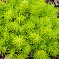 SEDUM - Lemon Ball