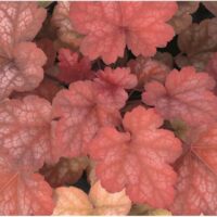 HEUCHERA - Amber Lady