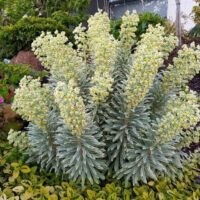 EUPHORBIA - Silver Swan