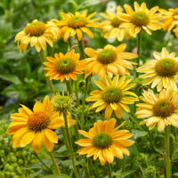 ECHINACEA PRIMA - Amarillo