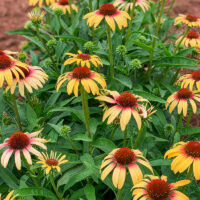 ECHINACEA - Strawberry Mango