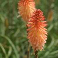 KNIPHOFIA - Cotton Candy