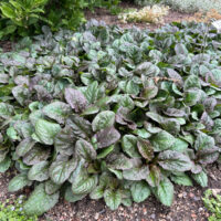 AJUGA - Catlans Giant