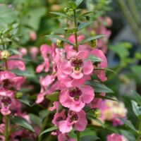 ANGELONIA - Pink 2024