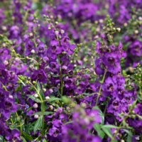 ANGELONIA - Dark Violet