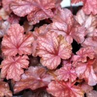 HEUCHERA - Amber Lady