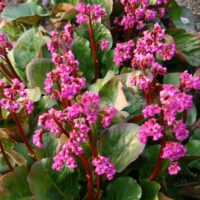 BERGENIA - Eroica