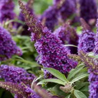 BUDDLEJA BUTTERFLY CANDY - Little Purple