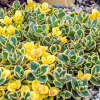 SEDUM SUNSPARKLER - Lime Twister