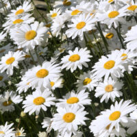 LEUCANTHEMUM - White Mountain