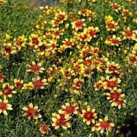 COREOPSIS SUNSTAR - Gold