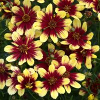 COREOPSIS SUNSTAR - Gold