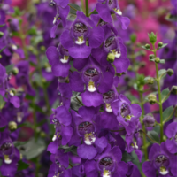 ANGELONIA - Dark Violet