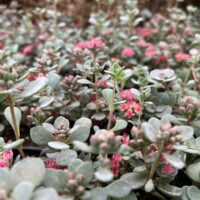 SEDUM SUNSPARKLER - Blue Elf