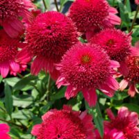 ECHINACEA SUNNY DAYS - Ruby