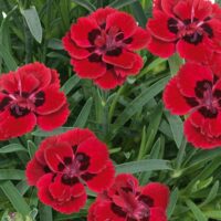 DIANTHUS - Merci Fleuri