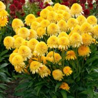 ECHINACEA - Cara Mia Yellow