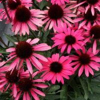 ECHINACEA - Dark Shadows Wicked