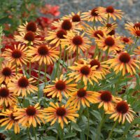 ECHINACEA - Flame Thrower