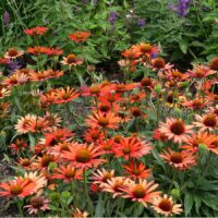 ECHINACEA KISMET - Orange