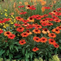 ECHINACEA KISMET - Orange