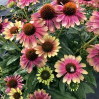 ECHINACEA KISMET - Pink Lemonade