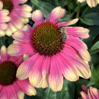 ECHINACEA KISMET - Pink Lemonade